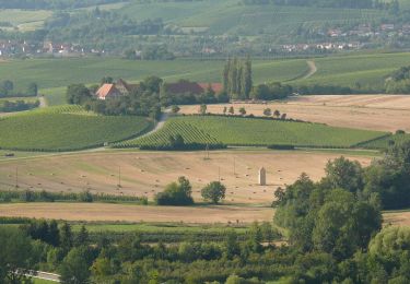 Tour Zu Fuß Löwenstein - Löwensteiner Rundwanderweg F - Photo