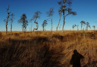 Tour Wandern Weismes - La grande boucle du plateau - Photo