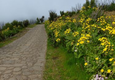 Trail On foot Hermigua - Ruta 17: Pajarito - Alto de Garajonay - Pajarito - Photo