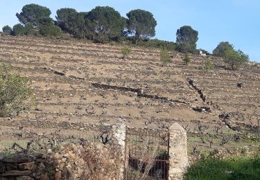 Trail Walking Collioure - autour de Collioure a travers les vignes - Photo