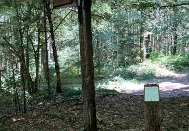 Tour Wandern Wirten - Ethe boucle de 13.8 km - Photo