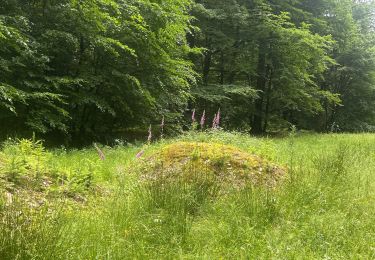 Trail sport Habay - Habay-la-Vieille - Photo