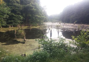 Percorso A piedi Ugod - Hubertlaki tanösvény (ZT) - Photo