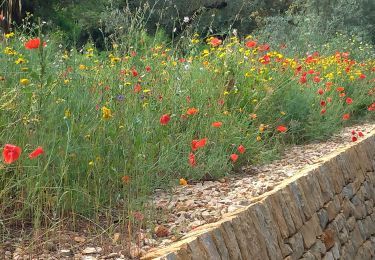 Trail Walking Sanary-sur-Mer - le gros cerveau - Photo