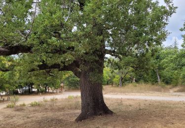 Randonnée Marche Plan-d'Aups-Sainte-Baume - Le Plan d'Aups les avens - Photo