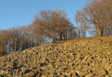 Trail On foot Hofbieber - Milseburg-Malerrundweg - Photo