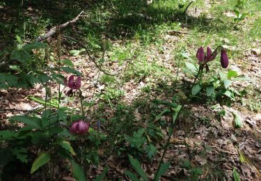 Tour Wandern Arith - BAUGES: REFUGE DU CREUX DE LACHAT (départ de Montagny _ Arith) - Photo