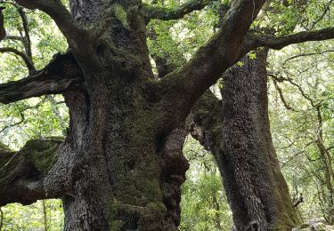 Tour Wandern Sainte-Lucie-de-Tallano - Santa Luccia a Burgo - Photo