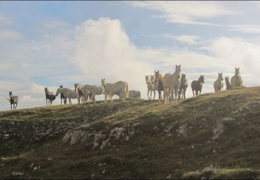 Randonnée Randonnée équestre Bouvante - Boucle Ferme de Lente vers Fond d'Urle - Photo