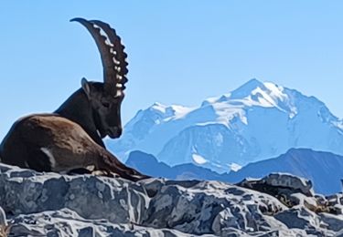 Tocht Stappen Fillière - Sous Dine - Photo