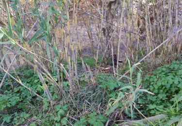 Tour Wandern La Motte - z la Rousso au Muy 11-12-18 - Photo