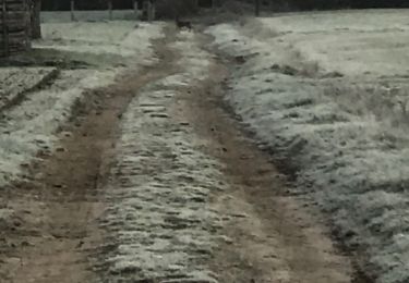 Tocht Stappen Reichshoffen - Marche Reichshoffen 18km - Photo