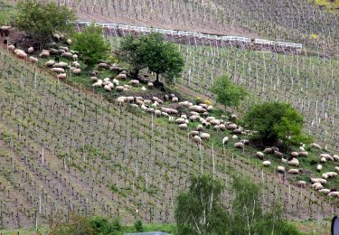 Excursión A pie Müden (Mosel) - Buchsbaum-Wanderpfad - Photo