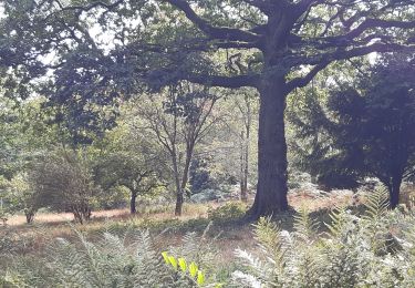 Tour Wandern Esneux - arboretum . pisserotte . anc carrière . targnon . villers aux tours . chapelle simon . arboretum - Photo