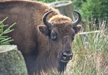 Excursión A pie Schmallenberg - Rothaarsteig-Spur Wisent-Pfad - Photo