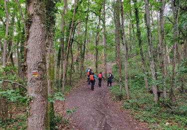 Randonnée Marche Nainville-les-Roches - La foret des grands avaux - Photo