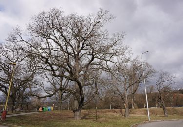 Tocht Te voet Dobříš - [Z] Dobříš - Kazatelna, okružní trasa - Photo