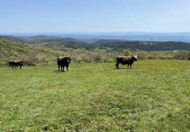 Trail Walking Rieussec - Le Roc des contentes - Photo