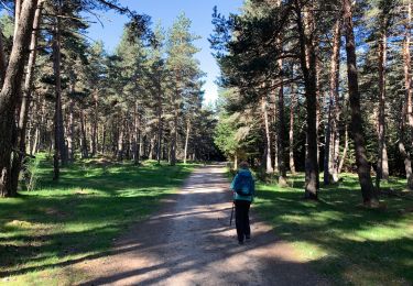 Trail Walking Saugues - Le Puy Conques 3 - Photo