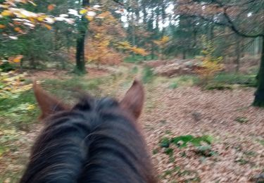 Trail Horseback riding Manhay - baraque fraiture bis - Photo