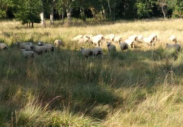 Tour Wandern Fondettes - Valle de choisille  - Photo