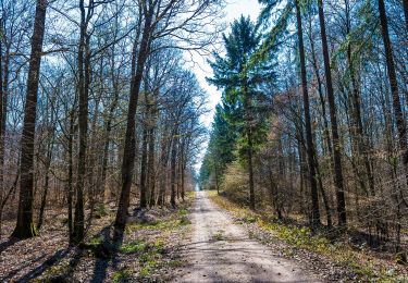 Excursión A pie Zeil am Main - Eichhörnchen-Wanderweg Zeil - Photo