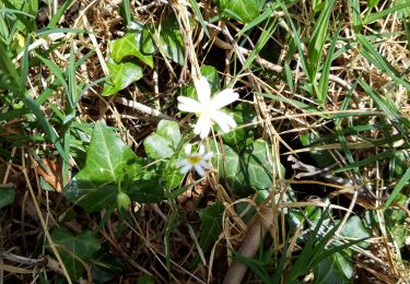 Excursión Senderismo Voeren - fourons fleurs bon - Photo