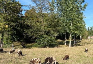 Tocht Stappen Anthisnes - Tavier - Photo