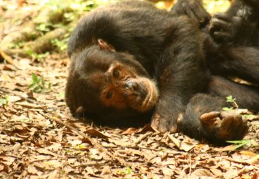 Randonnée Marche  - Mahale -Chimpanzé - Photo