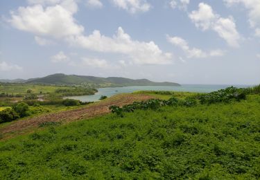 Tour Wandern La Trinité - boucle pointe rouge - anse spourtoune - Photo