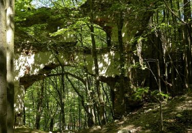 Percorso A piedi Gemeinde Schwarzenbach - Schloßbergrunde (Schwarzenbach) - Photo