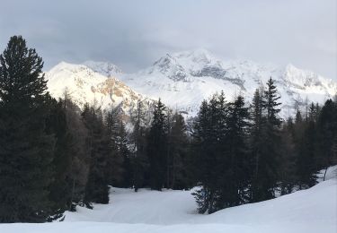 Tocht Ski randonnée La Plagne-Tarentaise - Myrtilles  - Photo