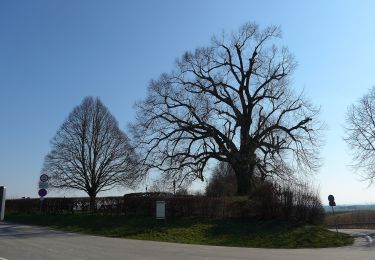 Percorso A piedi Bruchköbel - Bruchköbel Wanderweg 1 - Photo