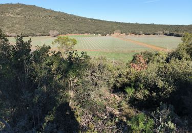 Trail Walking Rocbaron - Rocbaron le trou du boeuf - Photo