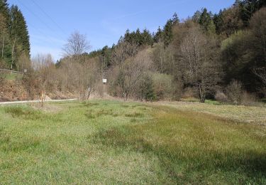 Excursión A pie Sailaufer Forst - Schwarzer Fuchs, Rundwanderweg Heigenbrücken - Jakobsthal - Photo