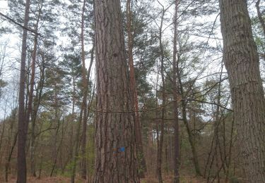 Trail Walking Fontainebleau - croix de Toulouse 21 avril 2023  - Photo