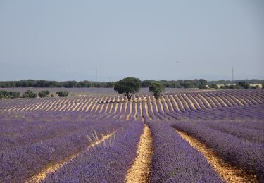 Excursión A pie Brihuega - Ruta de la lavanda - Photo