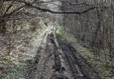 Tour Wandern Havelange - boffeux ac 2 - Photo