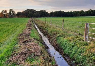 Trail On foot Schneverdingen - Rund um Wesseloh Wanderweg - Photo