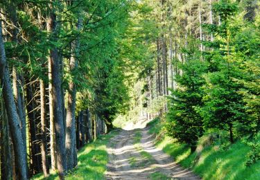 Percorso A piedi Winterberg - Heilklimatour 5 - Landidylle erfahren - Photo