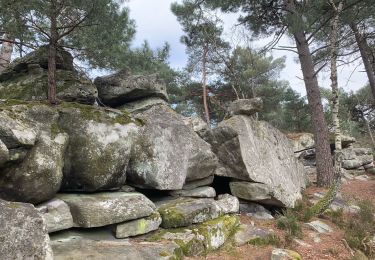 Tocht Stappen Fontainebleau - Rocher des Princes - Photo