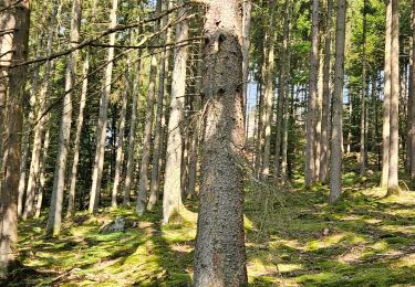 Percorso Marcia Malmedy - belle rando dans la vallée de l'amblève forêt et prairies - Photo