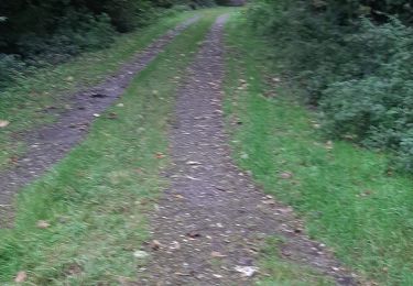 Excursión Senderismo Lobbes - Bois du Baron 12 10 24 - Photo