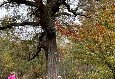 Tour Wandern Soisy-sur-Seine - 8.11.20 - Photo