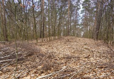 Randonnée A pied Dahlen - Ochsensaal - Schmannewitz - Jägereiche - Photo