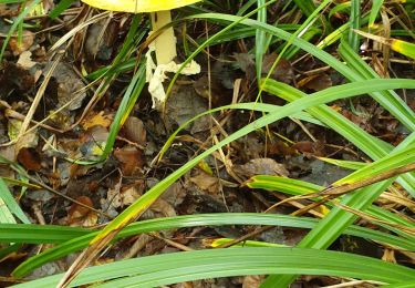 Tour Wandern Les Écrennes - champignons - Photo