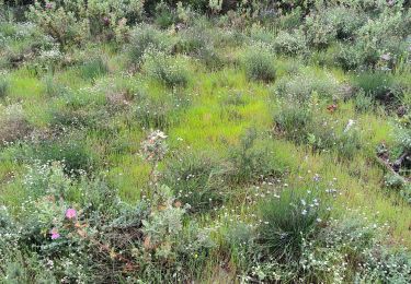 Trail Walking Trans-en-Provence - vallon du Rousset la Motte  - Photo