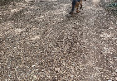 Trail Walking Mougins - Font merle 06 - Photo
