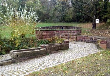Tocht Paardrijden Rosenwiller - 2018-10-28 Picnic CVA Jesselberg Reel - Photo