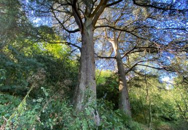 Trail Walking Mazamet - Mazamet passerelle  - Photo